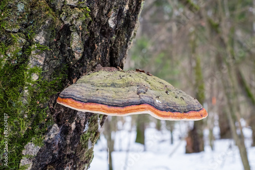 Fomitopsis pinicola, is a stem decay fungus common on softwood and hardwood trees. Its conk (fruit body) is known as the red-belted conk. photo