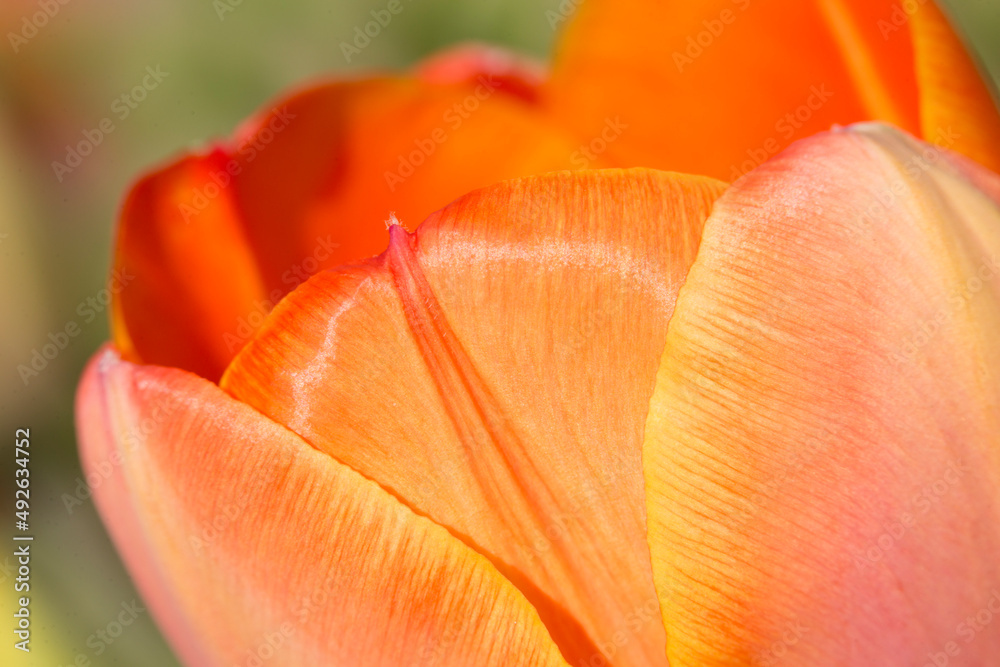 Extreme closeup of beautiful, vibrant orange tulip in springtime
Extreme closeup of beautiful, vibrant orange tulip in springtime