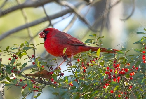 Bright Red Male Cardinal with red berry in beak photo
