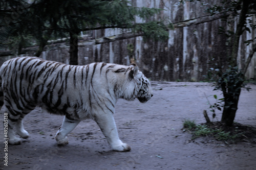 Imposante allure d'un tigre blanc photo