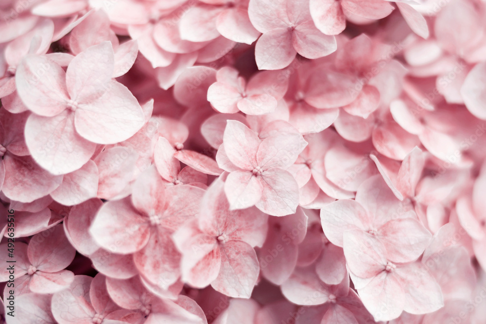 Hydrangea Background. Pink flowers. Natural floral concept. Botanical flowering background. Selective focus image. Copy space. Hydrangea Background. Pink flowers. Natural floral concept. Botanical flowering background. Selective focus image. Copy space.