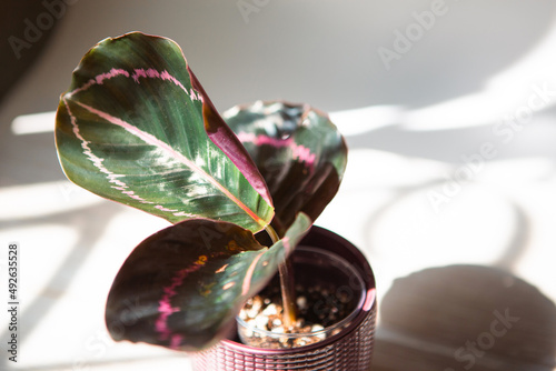 Calathea roseopicta Dottie, Rosy pink leaf close-up on the windowsill in bright sunlight with shadows. Potted house plants, green home decor, care and cultivation, marantaceae variety. photo
