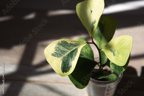 Ficus triangularis coconut cream variety in a glass for transplantation close-up leaf on the windowsill in bright sunlight with shadows. Potted house plants, green home decor, care and cultivation photo