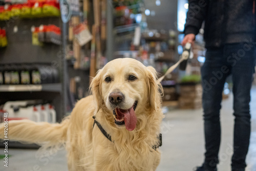 portrait of a happy golden retriever dog in a garden and pet shop  dogs allowed in the store  dog friendly shop  dog happy in love looking at camera