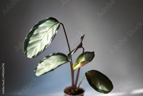 Calathea Argentea green pattern leaf close-up on the windowsill in bright sunlight with shadows. Potted house plants, green home decor, care and cultivation, marantaceae variety. photo