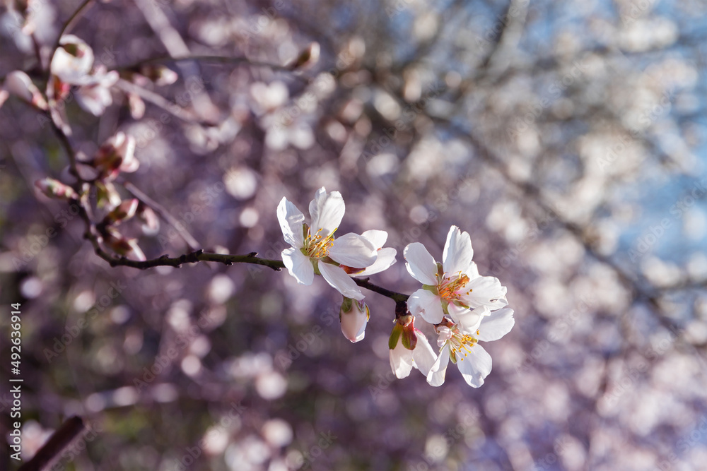 Almond branch with white flowers. Blooming almond tree on sunny day. Close-up. Blurred background. Almond branch with white flowers. Blooming almond tree on sunny day. Close-up. Blurred background.