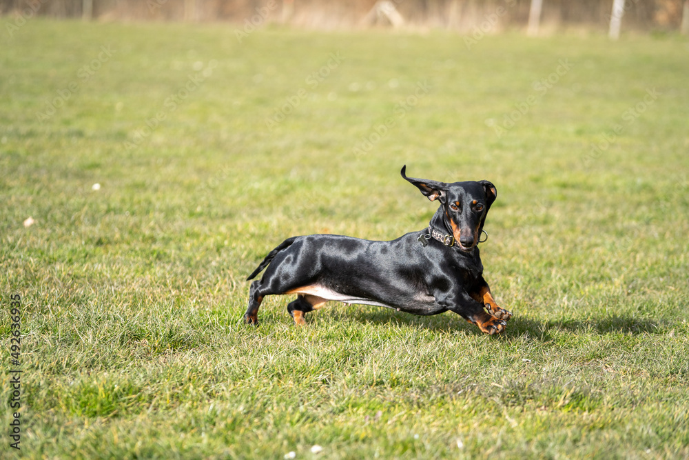 black dog (dachshund - wiener dog) in the park on some grass black dog (dachshund - wiener dog) in the park on some grass