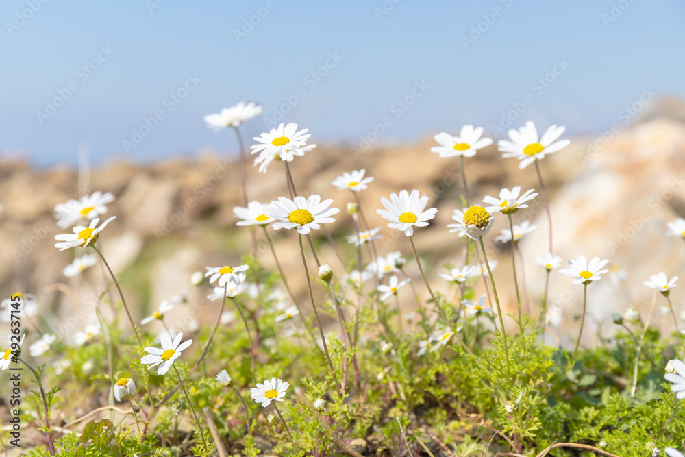 Beautiful summer landscape with daisy flowers. Wild camomiles on soft blurred background. Close-up. Selective focus.
