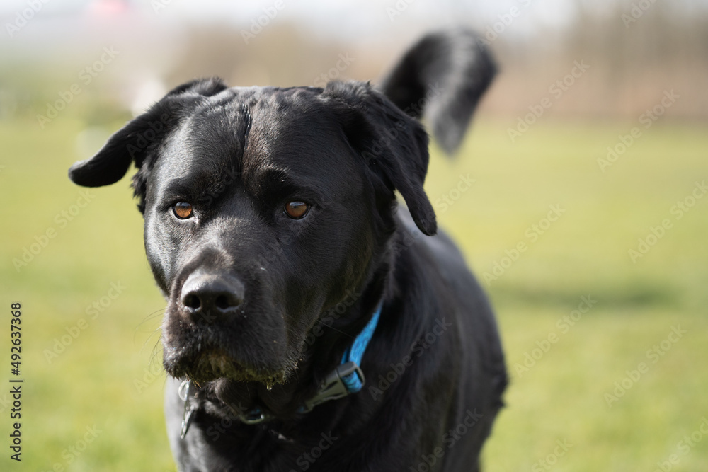 black labrador retriever running towards the camera in a close up black labrador retriever running towards the camera in a close up