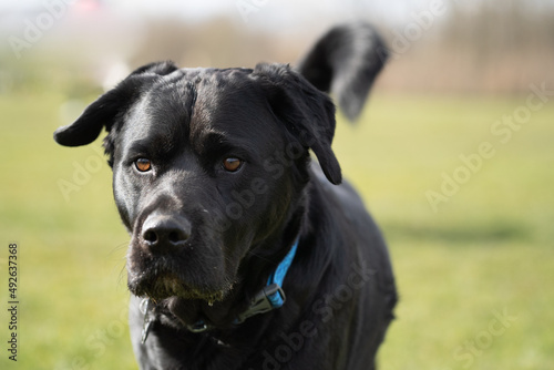 black labrador retriever running towards the camera in a close up