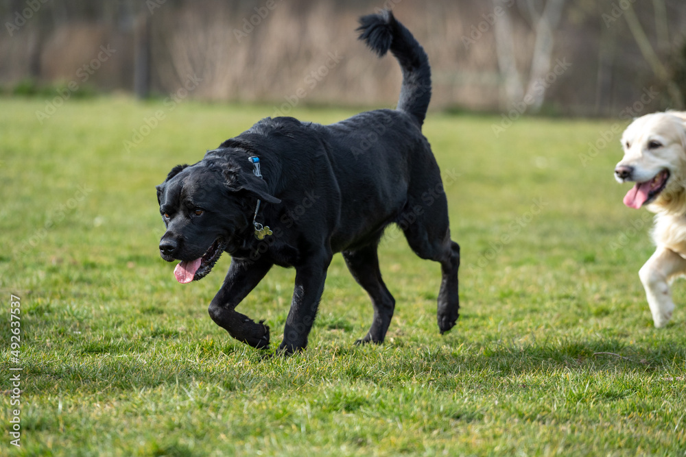 black labrador retriever running in a field