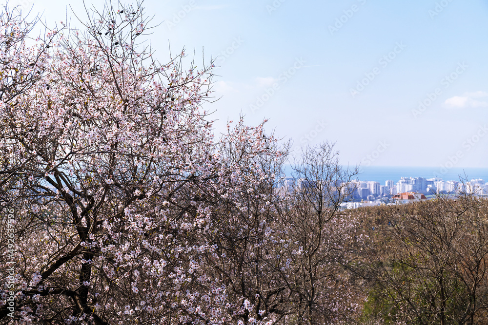 Beautiful blooming almond tree with city and sea on background. Almond blossom in spring. Selective focus. Beautiful blooming almond tree with city and sea on background. Almond blossom in spring. Selective focus.