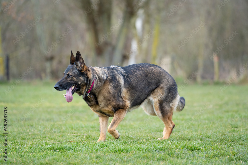 happy german shepherd dog in the field