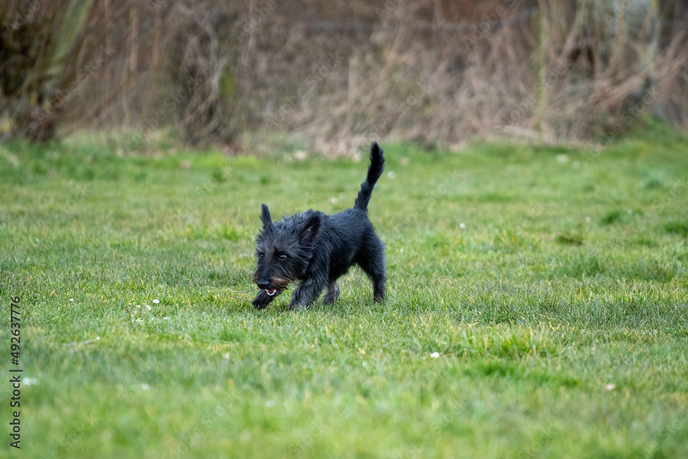 Scottish Terrier (Scottish Terrier), a small black dog, running in the field and having an amazing day, and looking into the camera Scottish Terrier (Scottish Terrier), a small black dog, running in the field and having an amazing day, and looking into the camera