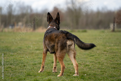 happy german shepherd dog in the field © LDC