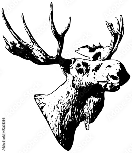 Moose head in black on white background 