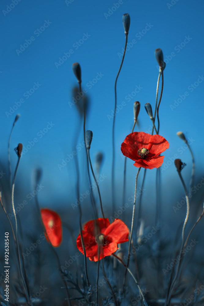 Obraz premium red poppies on a background of the blue sky