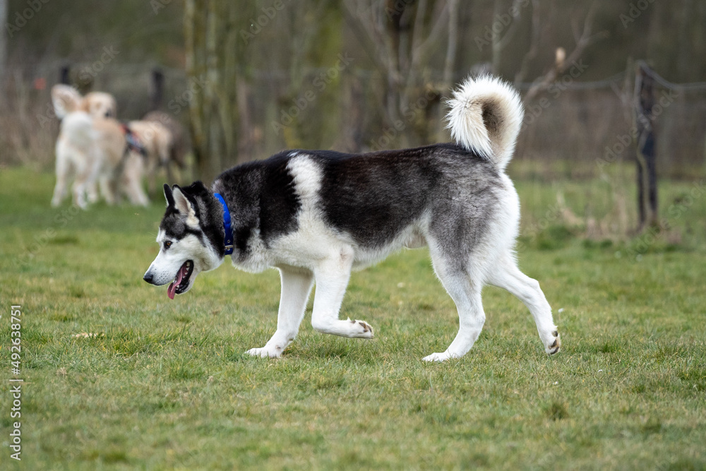 siberian husky dog running towards the camera, red and blue eyes, winter time, playing siberian husky dog running towards the camera, red and blue eyes, winter time, playing