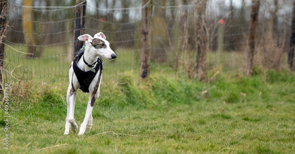 The English Greyhound, or simply the Greyhound dog, running and playing with other grehyhounds in the grass on a sunny day in the park	