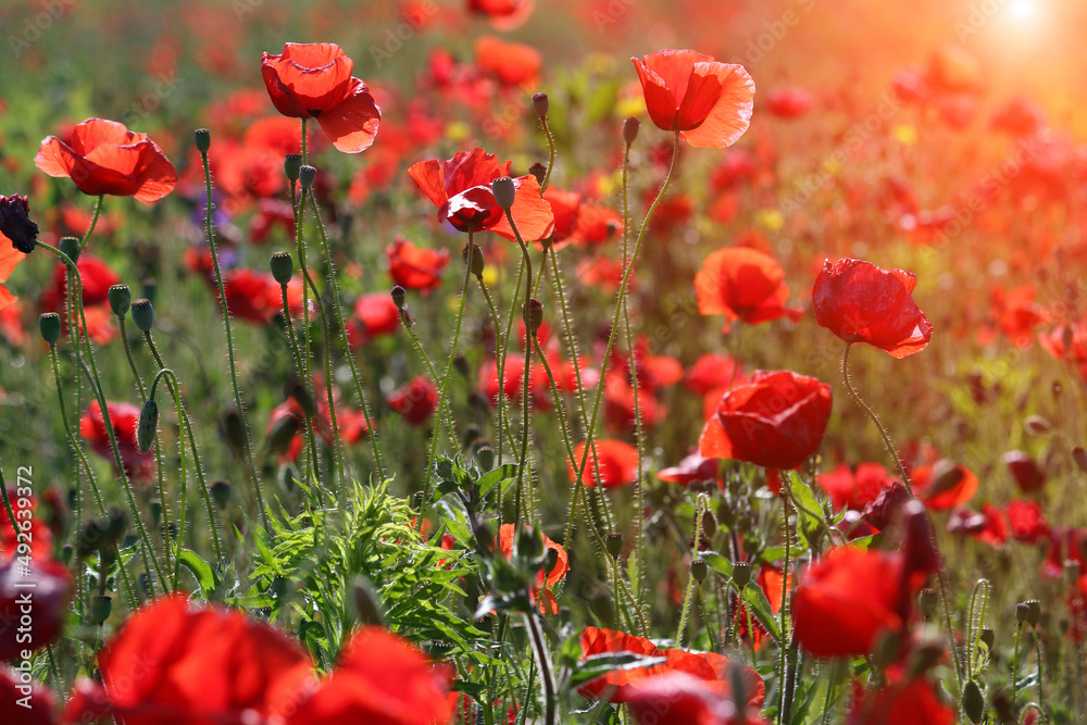 Fototapeta premium red poppies flower spring season nature