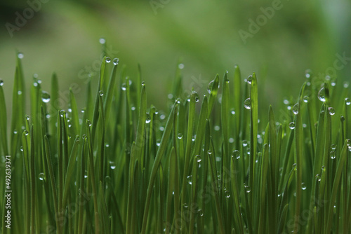 water droplets on the top of the grass, the tops of the morning grass with water drops, the tops of the wheatgrass, fresh morning