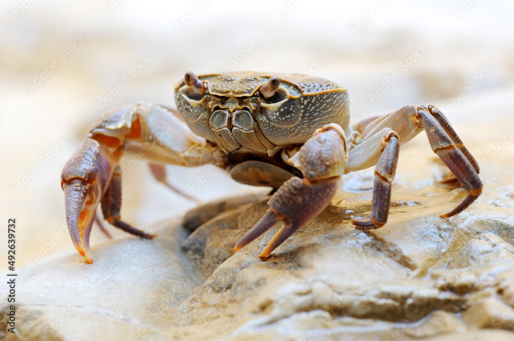 Freshwater land crab in the stream Arugot (Ein Gedi Nature Reserve) in Israel Freshwater land crab in the stream Arugot (Ein Gedi Nature Reserve) in Israel