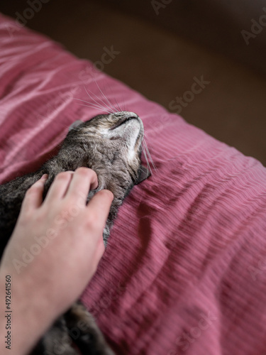 Grey tabby cat is relaxing while being scracthed under the chin on the bed