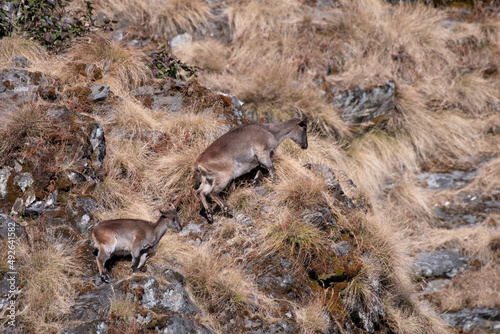Himalayan Tahrs make their way down the mountain side covered with dried grass in Chopta, Uttarakhand, India photo