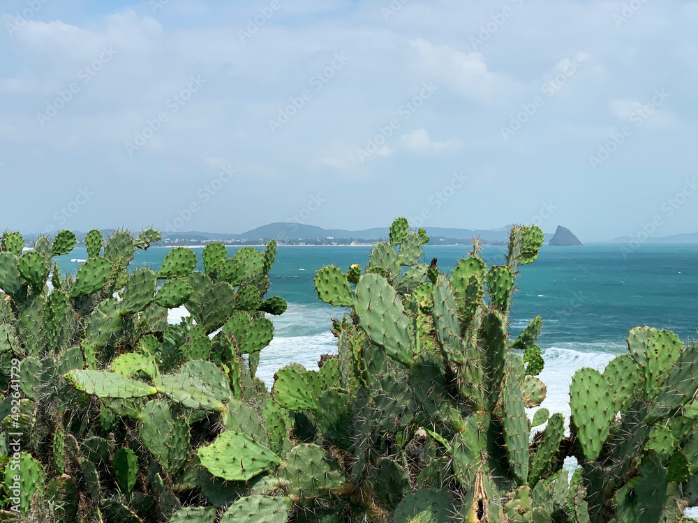 Opuntia stricta shrubs on the beach side of Phu Yen Coast, Vietnam Opuntia stricta shrubs on the beach side of Phu Yen Coast, Vietnam