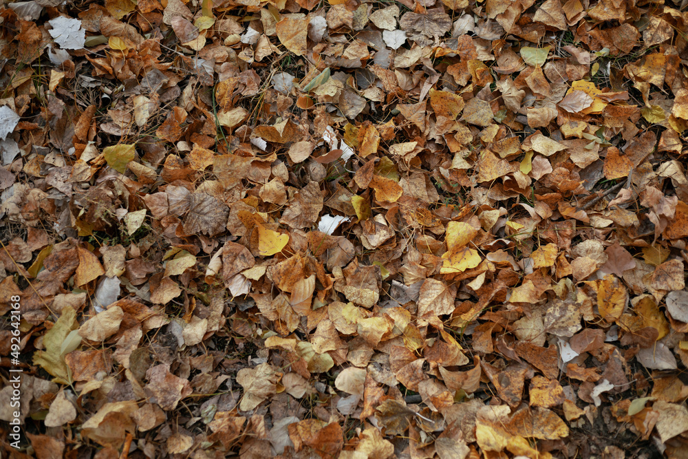 Lots of autumn leaves underfoot. melancholic mood Lots of autumn leaves underfoot. melancholic mood