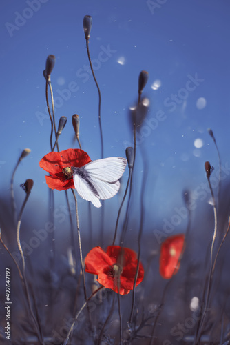 biały motyl na czerwonym maku na tle niebieskiego nieba 