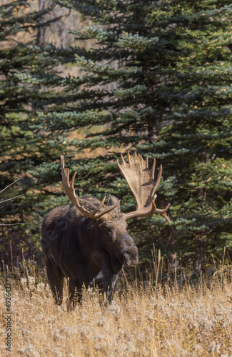 Bull Shiras Moose During the Rut in Wyoming in Autumn