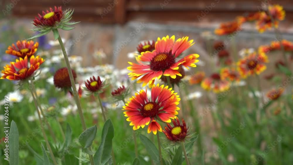 The bee pollinates garden perennial flowers of chamomile and Gaillardia. On a flower bed near the house on a sunny day. High quality 4k footage The bee pollinates garden perennial flowers of chamomile and Gaillardia. On a flower bed near the house on a sunny day. High quality 4k footage