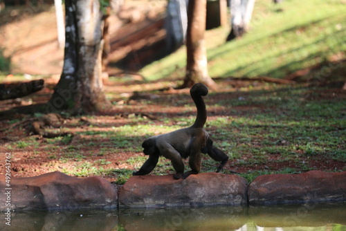 Fényképezés Macaco Carajás