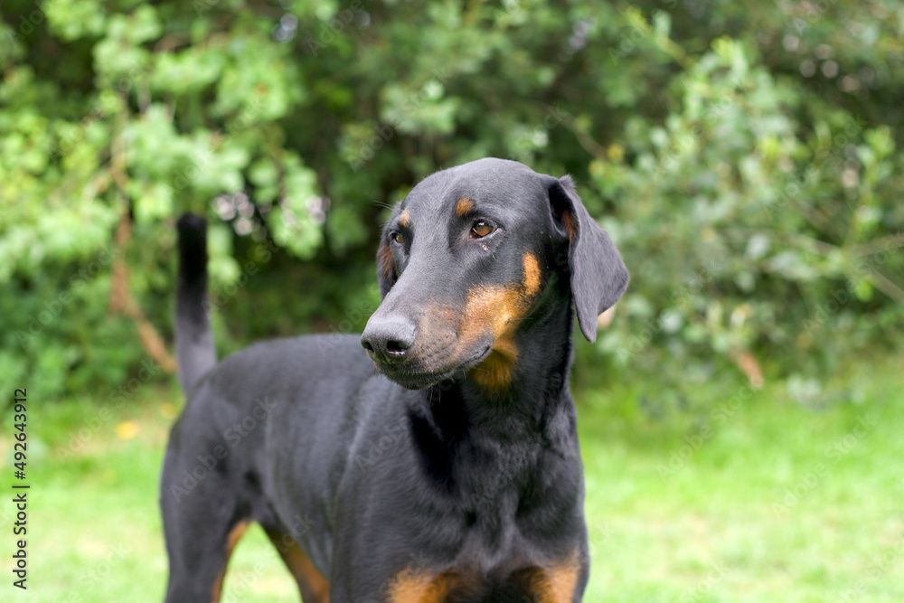 Doberman pet portrait 