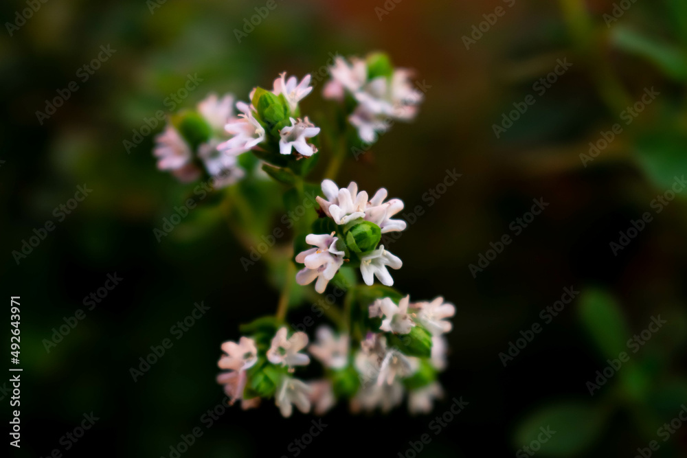 Flower Flower