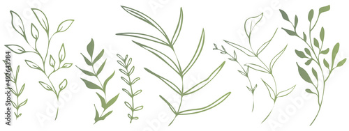 Vector plants and grasses. Minimalist style in green colors of hand drawn plants. With leaves and organic shapes. For your own design.