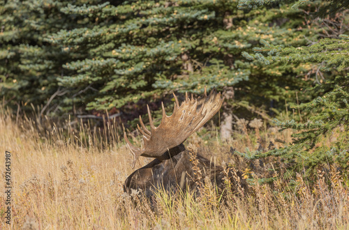 Bull Shiras Moose During the Rut in Wyoming in Autumn