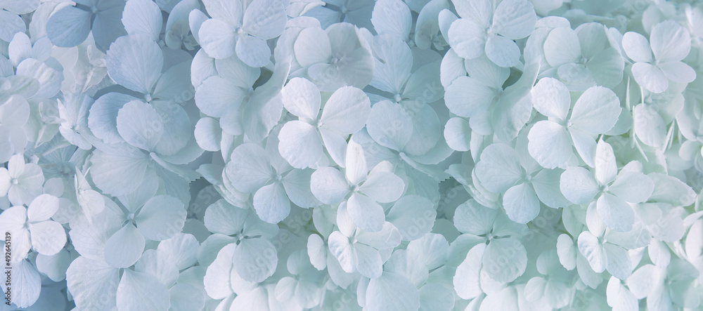 małe białe kwiaty hortensji jako tło, kwiatowe tło - obrazy, fototapety, plakaty 