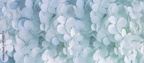 małe białe kwiaty hortensji jako tło, kwiatowe tło