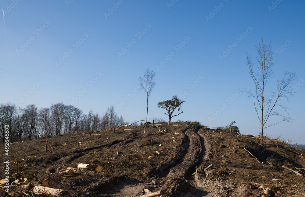 Fototapeta premium Das Ende eines Waldes auf dem Lüderich im Bergischen Land.