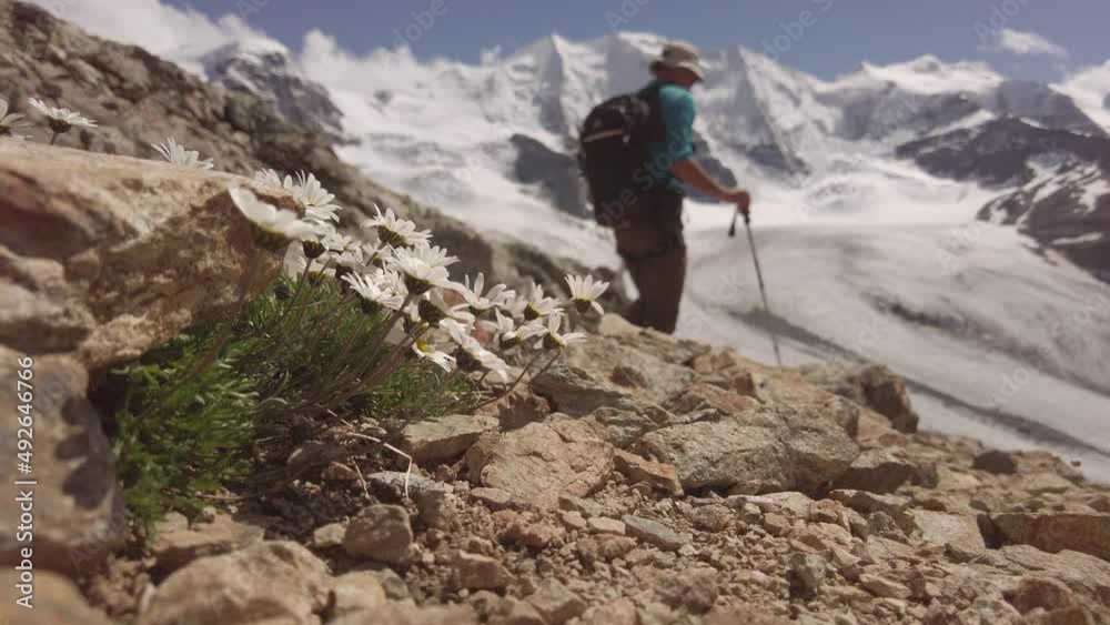 Mountain flowers with the feet of a hiker passing alongside Mountain flowers with the feet of a hiker passing alongside