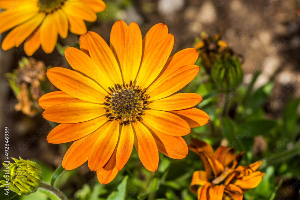 Macro photographe of orange Dimorphotheca ecklonis (osteospermum) Macro photographe of orange Dimorphotheca ecklonis (osteospermum)