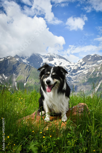 Portrait of border collie is sitting in austria nature near to glossglockner. photo