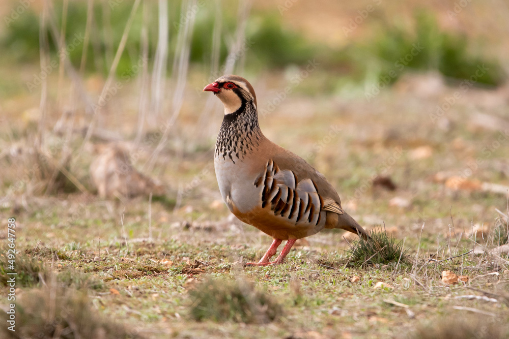 Adult red-legged partridge with its beautiful stripes on its flanks, its black collar, with its red legs and beak attentive to nature. Adult red-legged partridge with its beautiful stripes on its flanks, its black collar, with its red legs and beak attentive to nature.