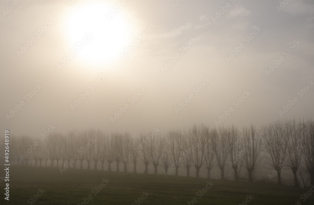 Trees and sun in the Aralar mountain range at dawn, Navarre Trees and sun in the Aralar mountain range at dawn, Navarre