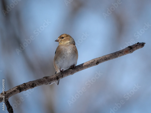 A perched American goldfinch in winter