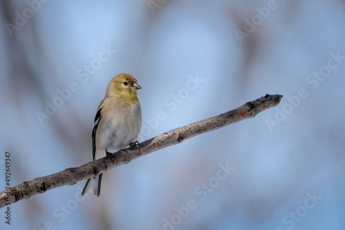 A perched American goldfinch in winter