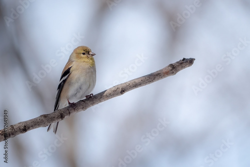 A perched American goldfinch in winter © Justin