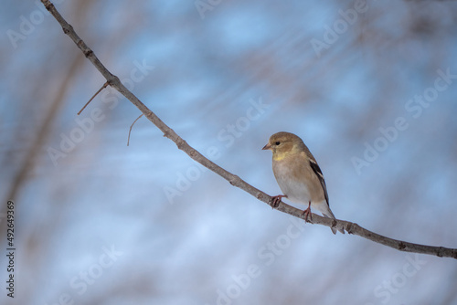 A perched American goldfinch in winter